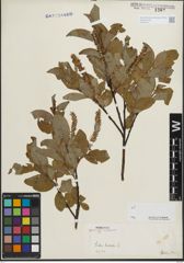 Foto von Salix hastata L.